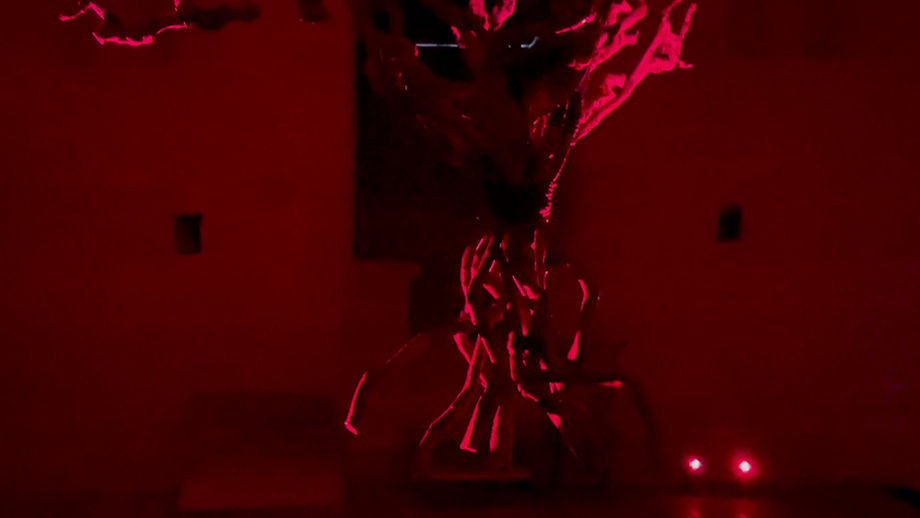 L'arbre rouge Lacrimosa